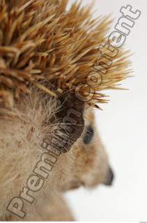 Hedgehog - Erinaceus europaeus 0028